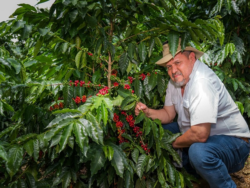 Caficultor inspeccionando cerezas maduras durante la cosecha selectiva