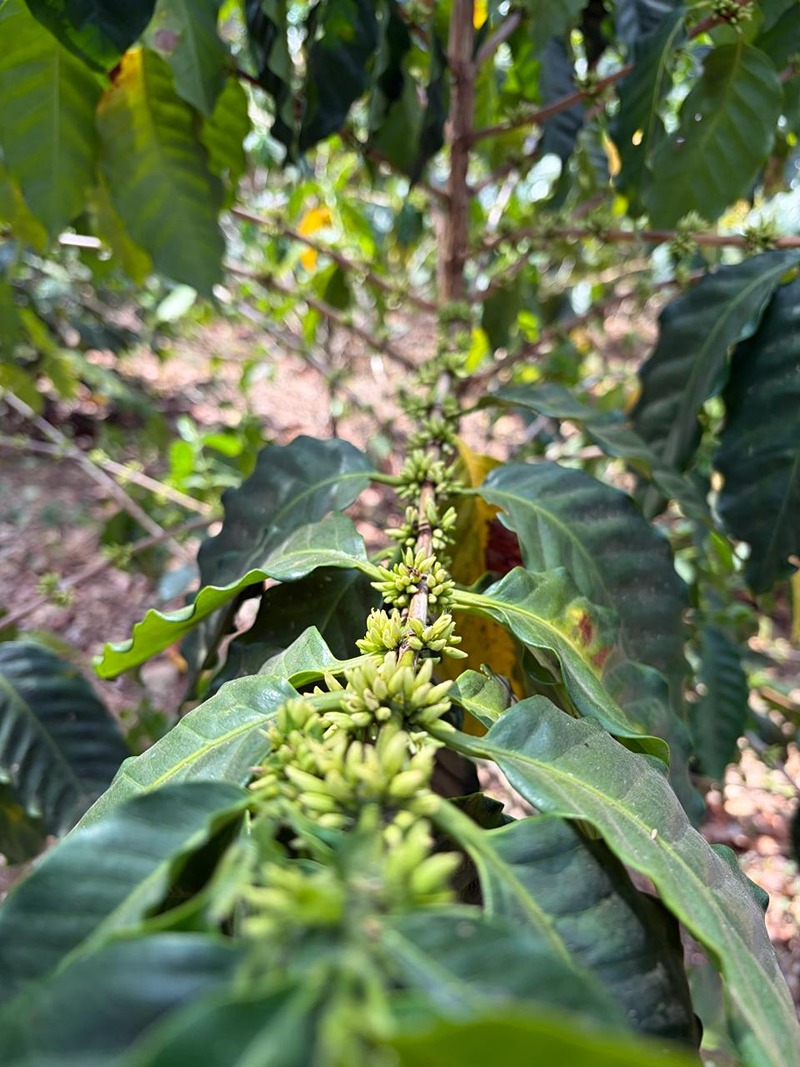 Cafeto con cerezas en Finca Rancho Monte Hebrón
