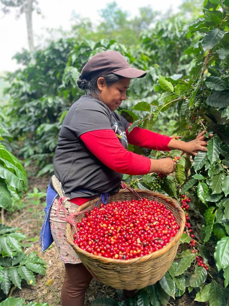 Recolección de cerezas de café maduras