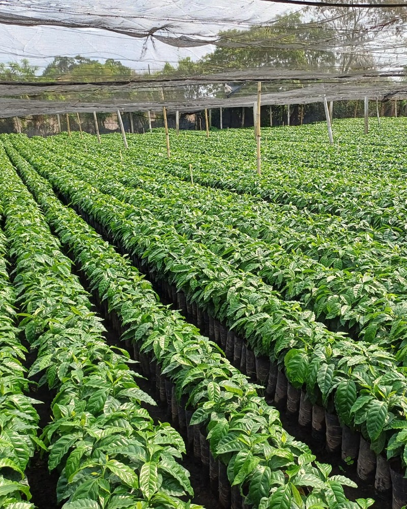 Vivero de almácigos de café certificado en Finca Rancho Monte Hebrón