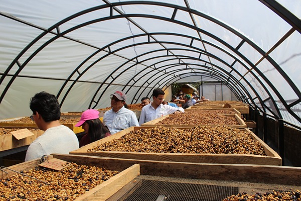 Curso de café — recorrido por camas de secado