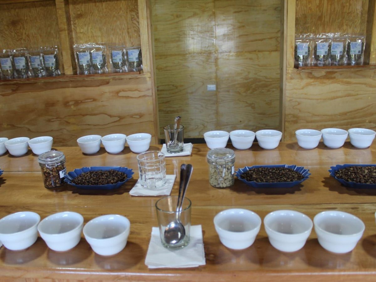 Servicio profesional de caracterización y catación de café por catadores Q grader