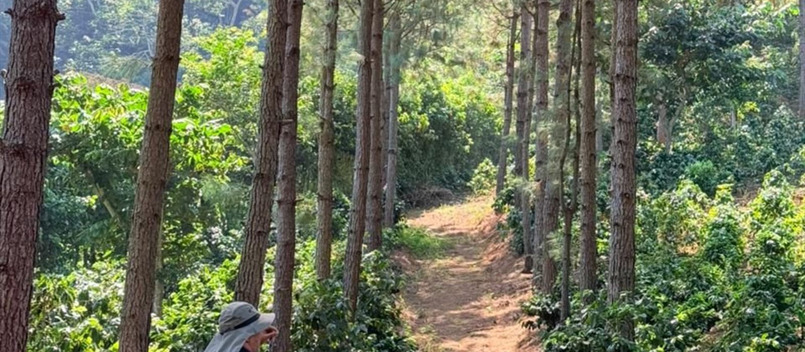 Sendero entre cafetales y pinos en Finca Rancho Monte Hebrón, Juayúa